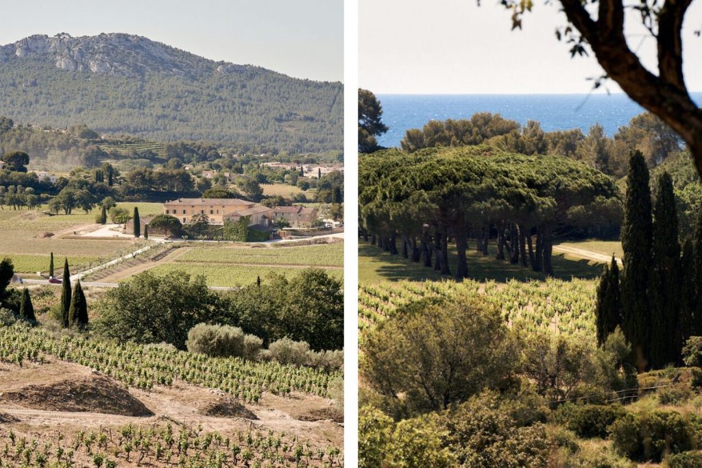 Domaines viticoles : Vignoble baigné de lumière des Domaines Ott, producteur de grands crus rosés en Provence, proche de la Méditerranée