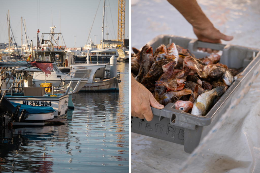Pêche locale au port de Cannes : filets de pêche et poissons de roche fraîchement ramenés de la baie